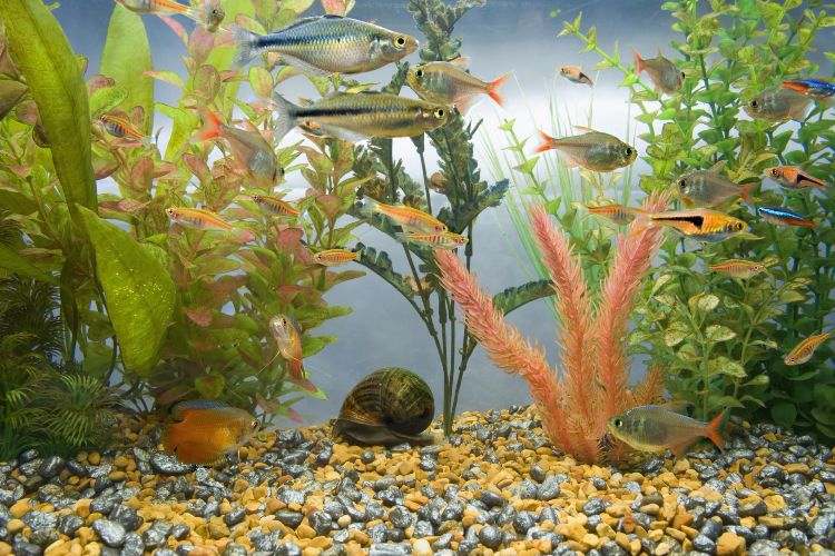 akvarium-uppsättning-fisk-vattenlevande-växter-grus