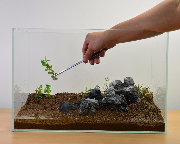 akvarium-uppsättning-vatten-växter-inställning-pincett