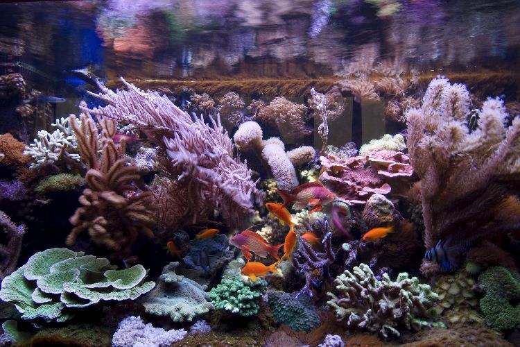 akvarium-setup-fisk-setup-exempel-koraller