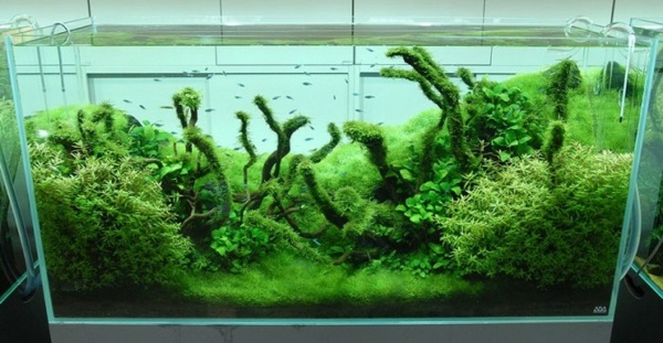 Akvariefisk vardagsrum