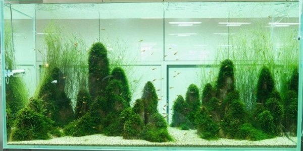 exotiskt fiskakvarium