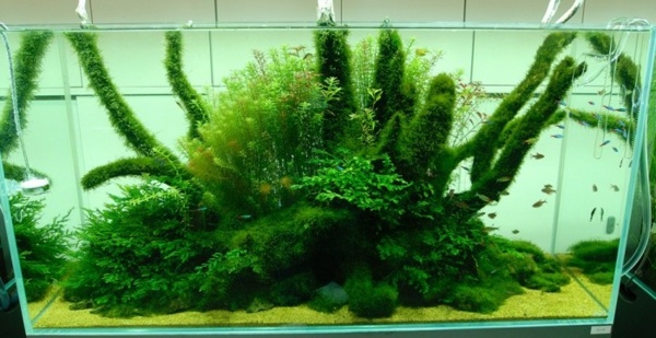 Akvarium dekor fisk