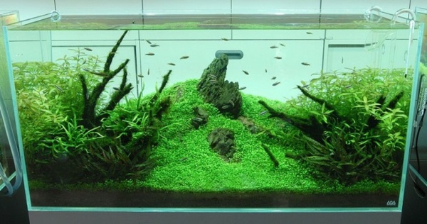 Dekorationsidé vardagsrumsakvarium