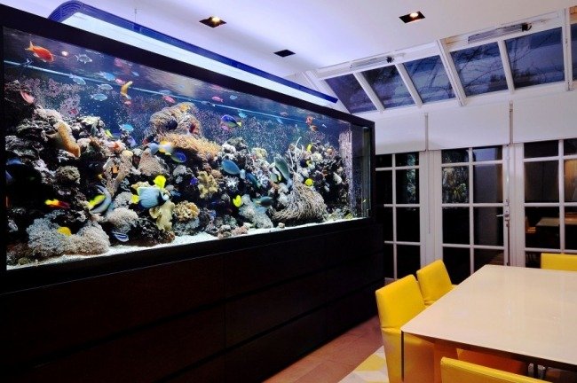 akvarium idéer matsal färgglada fiskkoraller