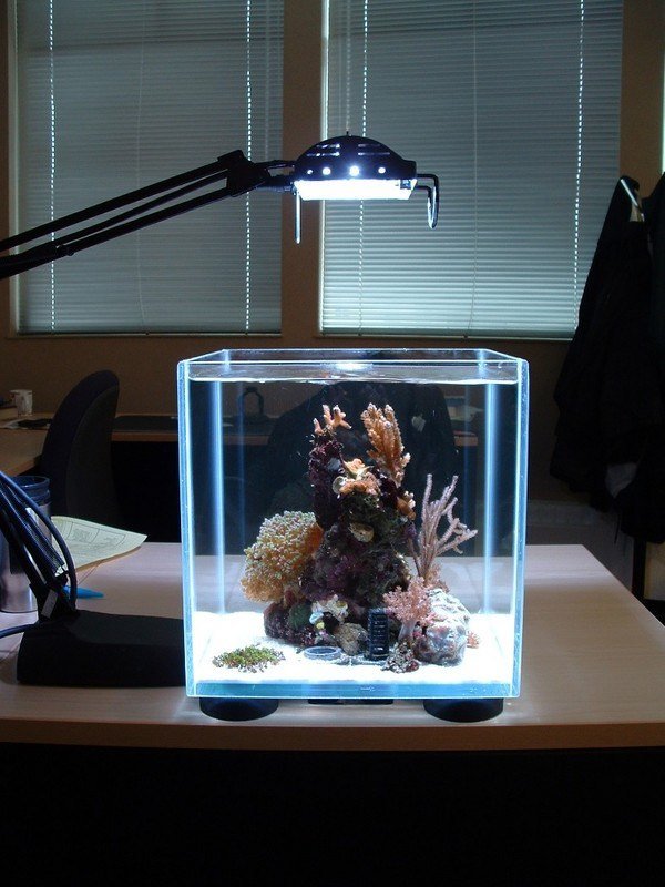 nano akvarielampa korallbord