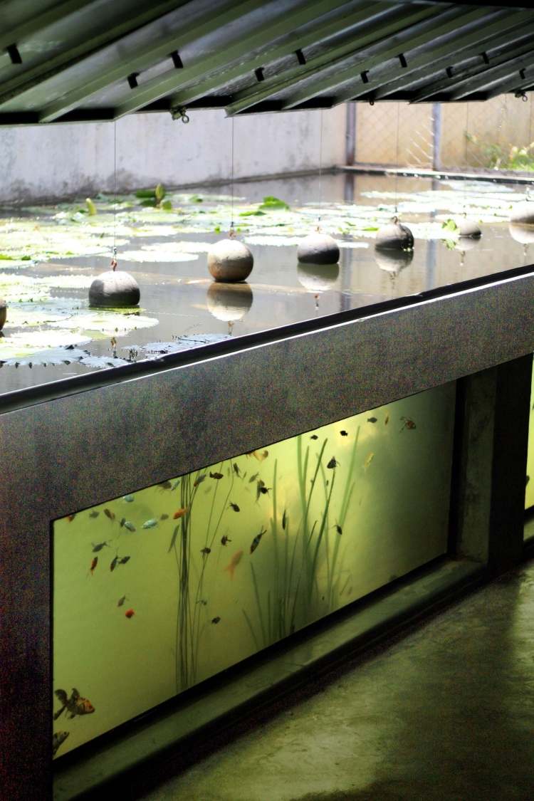 akvarium-fisk-uppfödning-inomhus-betong-hus-system