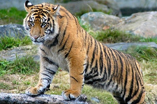 tiikerilajit Sumatran tiikerit: