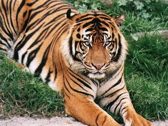 tiikeri kasvattaa bengalin tiikeriä
