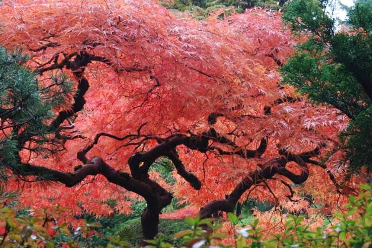 asiatisk-trädgård-dekoration-japansk-lönn-röd-trädgård-design