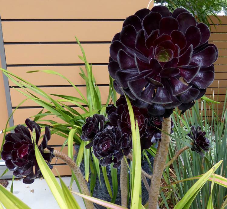 Exceptionella krukväxter exotiska succulenter aeonium black succulents