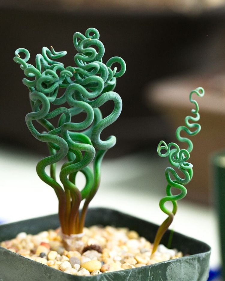 extraordinära krukväxter exotisk Trachyandra spiralform