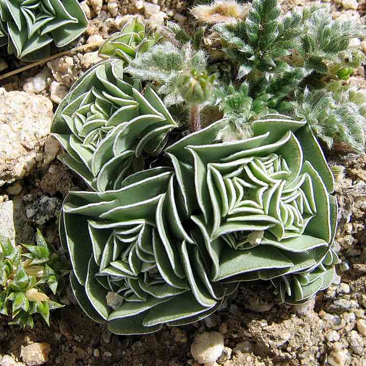 exceptionella krukväxter exotiska Gentiana Urnula