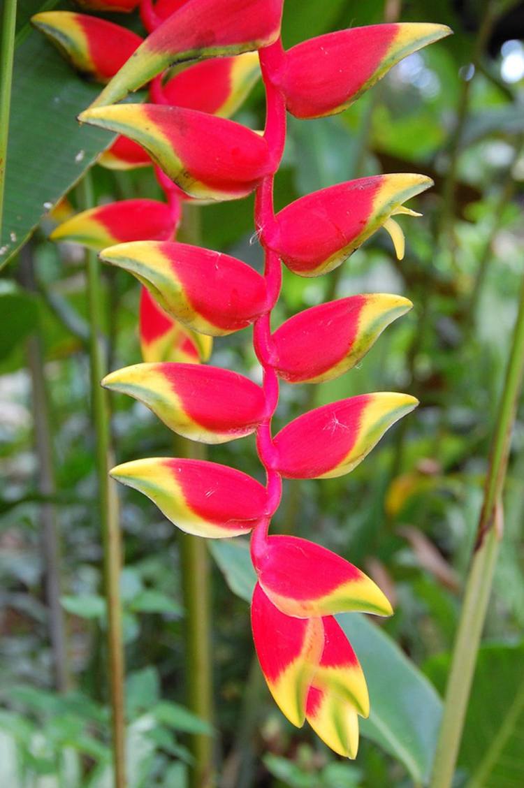 extraordinära krukväxter exotiska färger röda helikonier