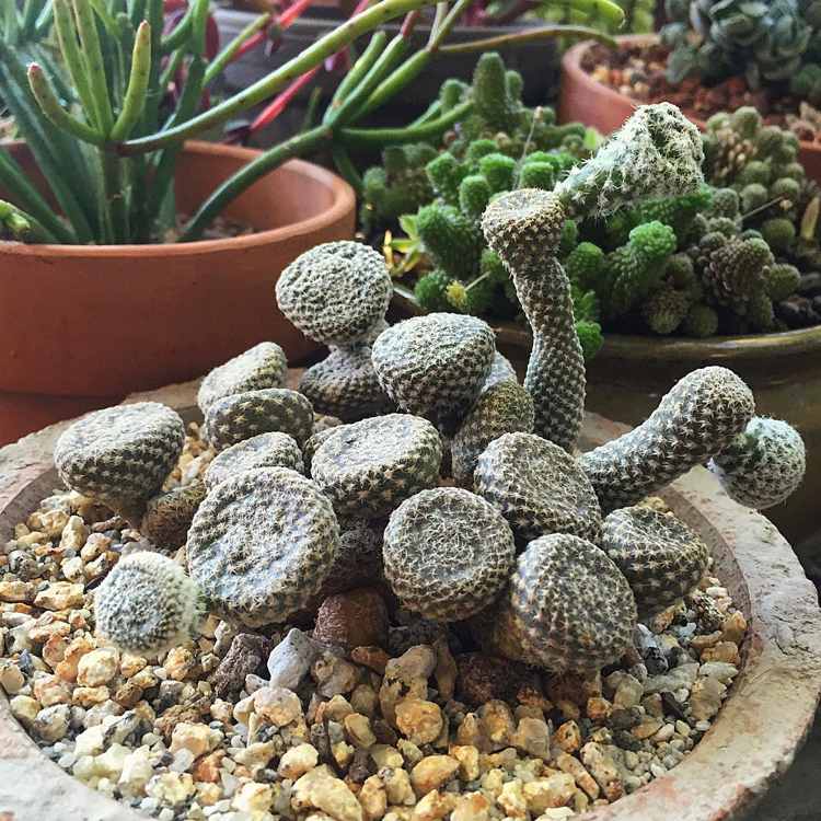 exceptionella krukväxter exotiska kaktus små Puna Clavarioides