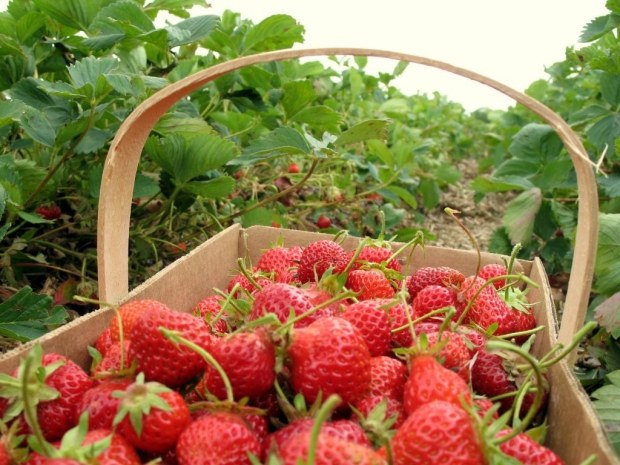 jordgubbar på taket trädgård plocka tips