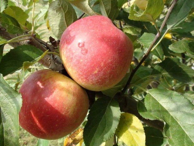 Äppelträdvård i det solmogna trädgårdstaket
