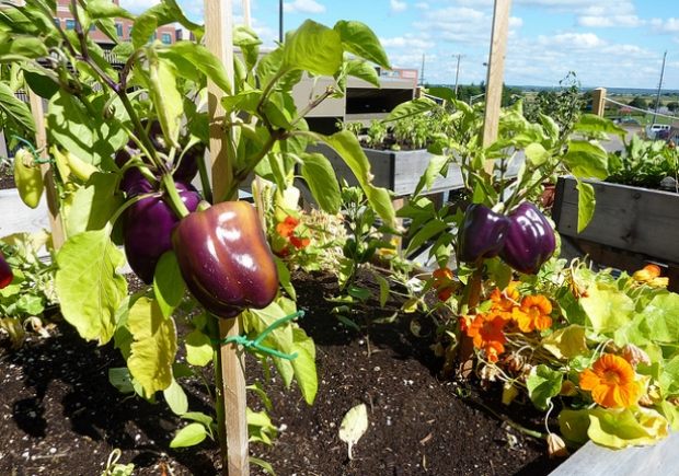 Skapa ett tak trädgård frukt grönsaker örter trädgårdsarbete tips