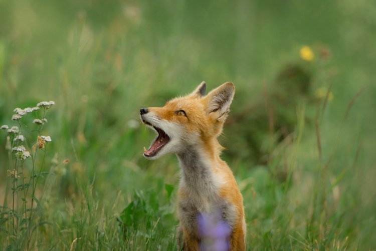 Röd räv bebis ringer sin mamma för att titta på djur