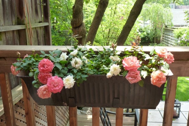 balkong blommor växter box räcke mini rosor