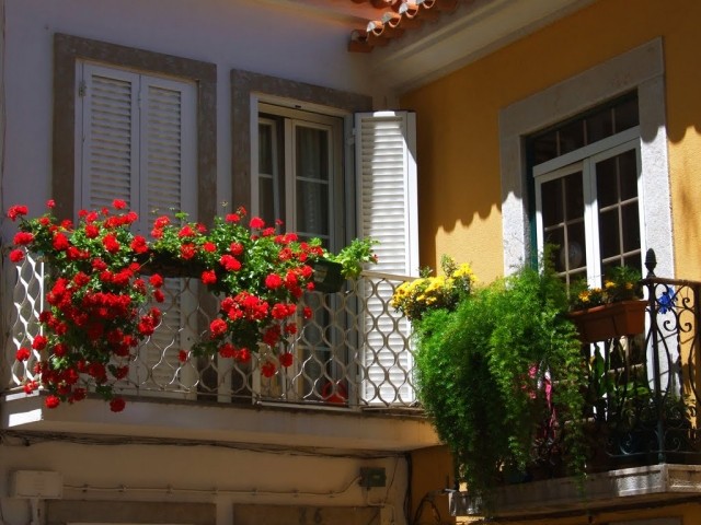 urval balkongväxter kombinerade röda pelargoner hängande växter