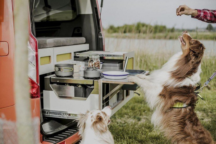 Mata hundar mitt i naturen och fälla campingutrustning till bilen med sele