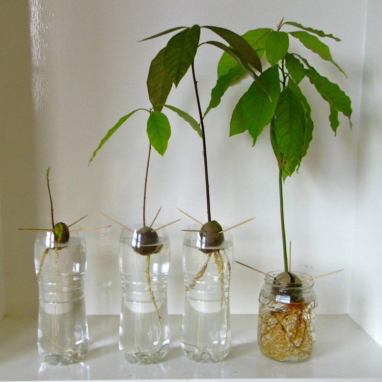 avokado-odling-växt-tips-odling-vatten-rötter