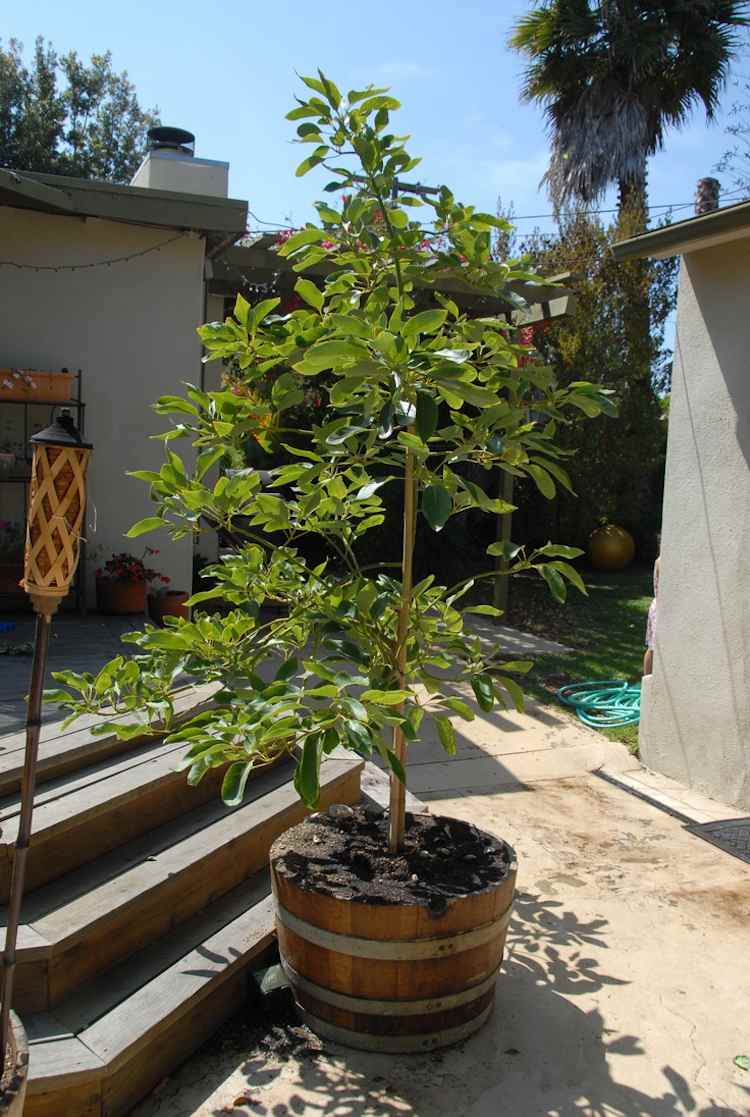 avokado-växande-växt-tips-trädgård-fat-planter