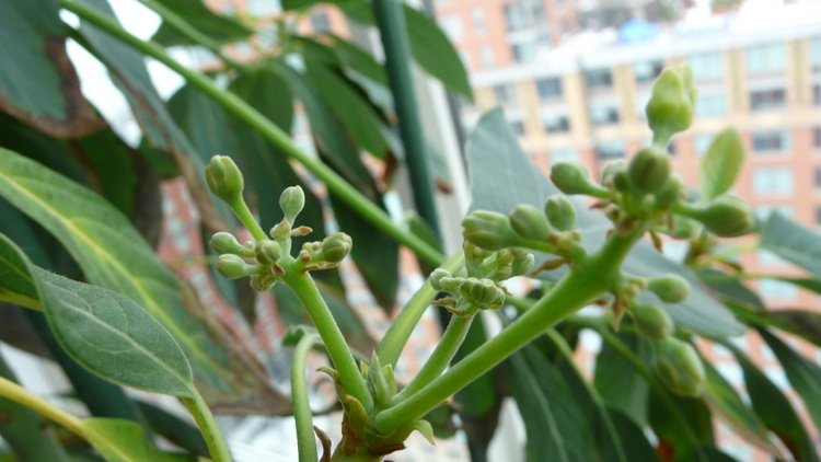 avokado-växande-växter-tips-groddar-träd-frukter