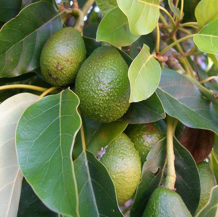 Växande avokado -växt-tips-träd-frukter-gröna-blad