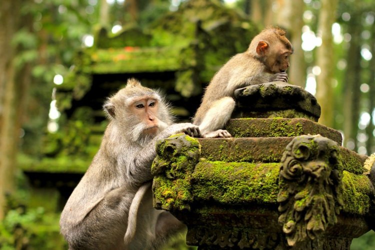 Monkey Forres i Bali Resa till Indonesien Vaccinationer