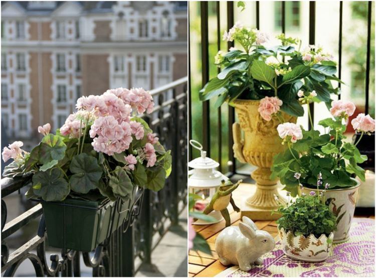 Ljusrosa pelargoner i pärlstörning för en solig balkong i shabby chic stil