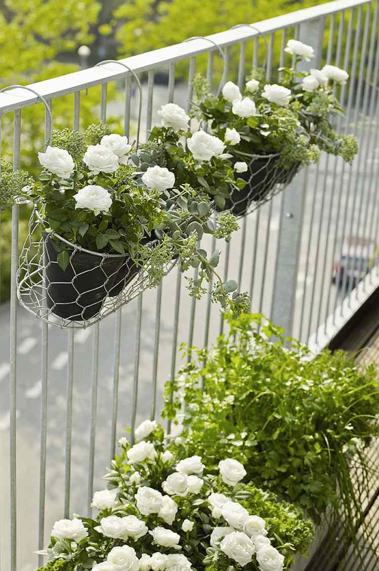 Balkongdekoration Shabby chic vita mini rosor i krukor på metallräcket