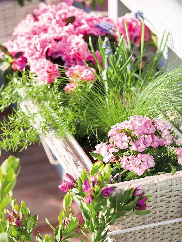 Balkonglåda polyrattan beige nejlikor pelargoner