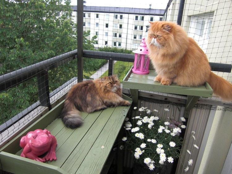balkongstol för katter idéer trähyllor