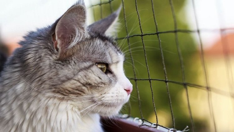 säker balkong för katter med nät