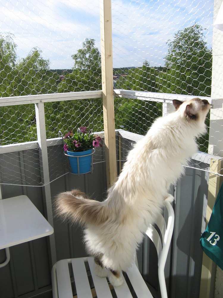 Säker balkong för katter kanintråd