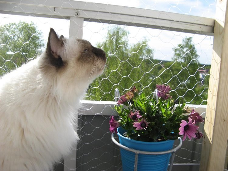 balkong och inomhusväxternät som passar katter
