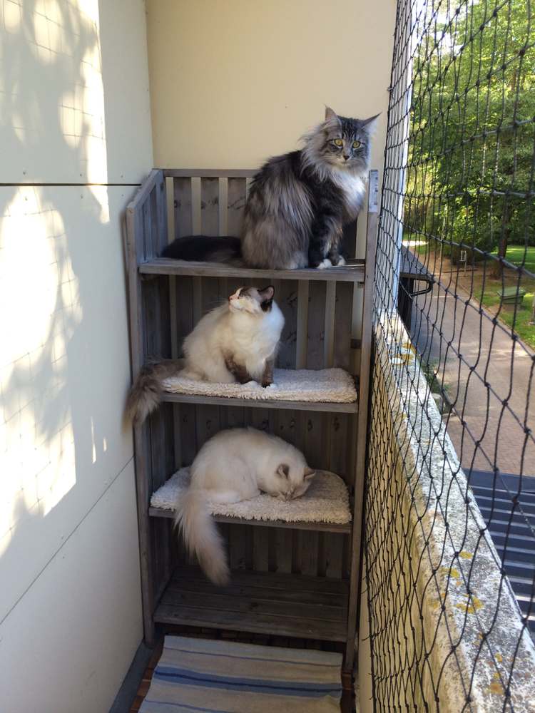 Fallskyddsbalkong för katter som sover näthylla
