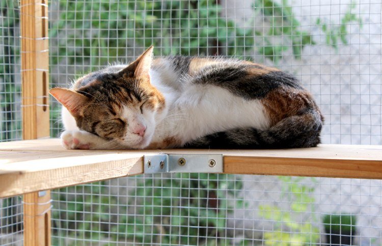 balkong sittplatser för katter träskivor skyddstråd