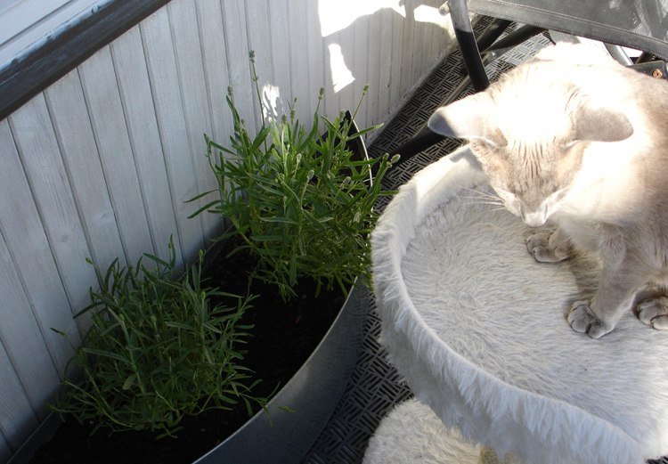 balkong och inomhusväxter lämpliga för katter lavendel