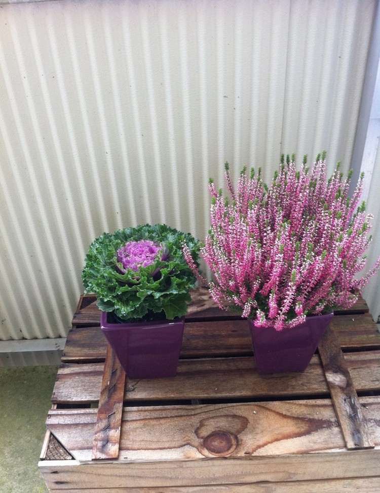 balkong-höst-dekorera-idéer-kål-ljung-rosa-lila-blomkrukor