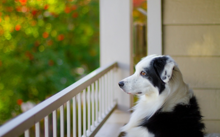 Hundvänliga balkongidéer Säkra balkongen för husdjur