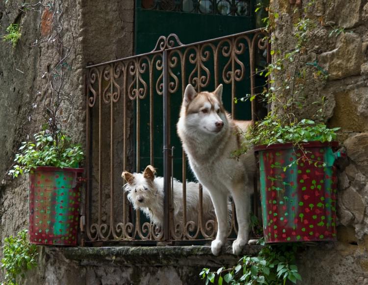 Gör balkonghundvänliga husdjursmöbler för utomhusbruk
