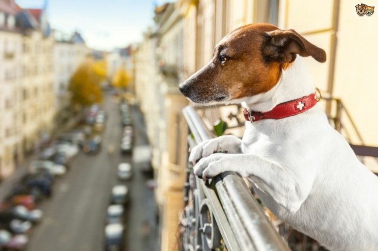 Gör balkonghundvänliga idéer giftiga växter för husdjur