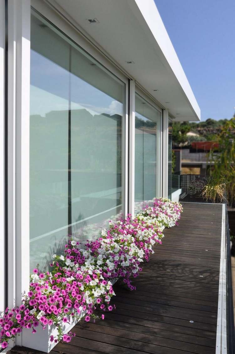 balkong-vårblommor-takterrass-petunier-sol-modern-vit-rosa