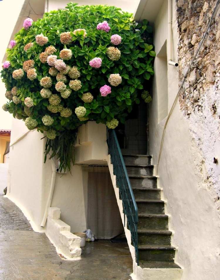 balkong-vårblommor-hortensia-buske-stor-grön-rosa