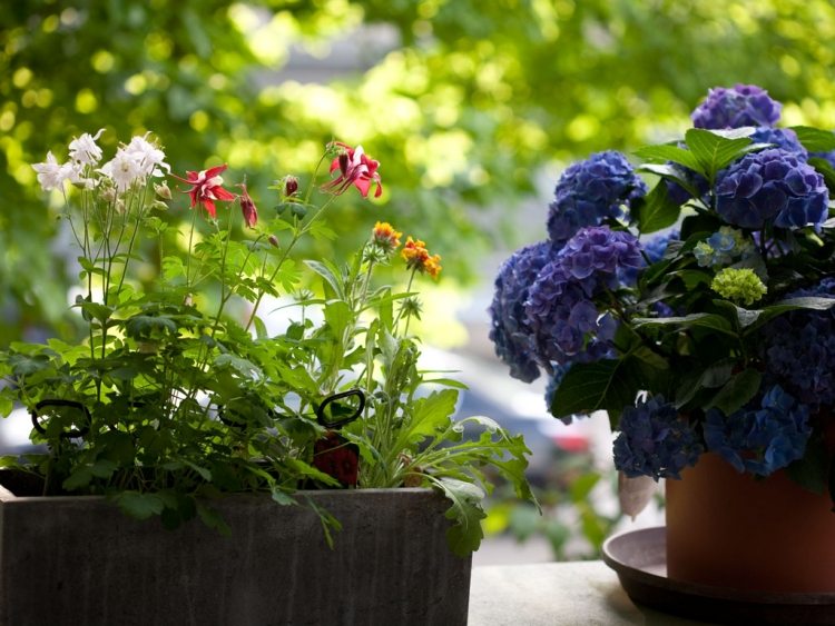 balkong-vårblommor-färska-hortensior-blå-hink-betong-planter