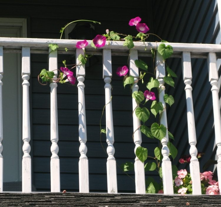 balkong-växter-creeper-morning glory-lila-räcke