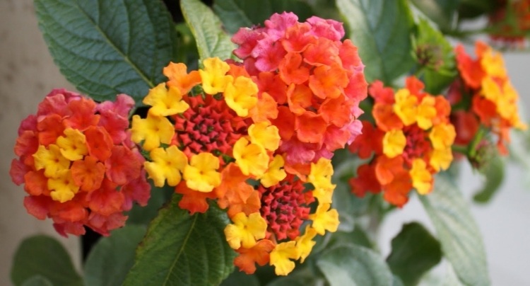 balkong-växter-verbena-sort-lantanien