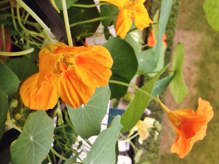 balkong-växter-apelsin-nasturtiums